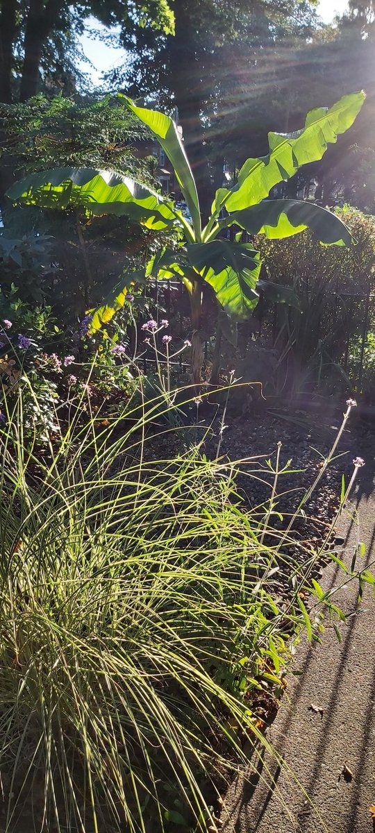 BeckGra's tweet image. Yesterday's early evening photos of the front garden.
#earlyevening #sunlight  #sunrays #cobwebs #plants #longshadows #shadows #hull #eastyorkshire