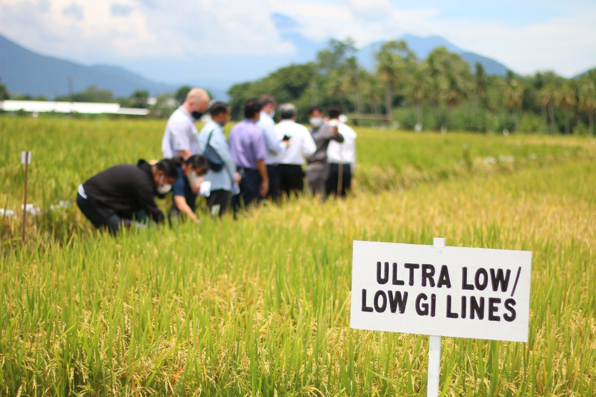 #ResearchNewsAlert: <a href="/irri/">IRRI 🌾</a> scientists have identified key genes and markers linked to low glycemic index (GI) and high protein content in rice, leveraging genetics and AI classification methods. The study has been published in <a href="/PNASNews/">PNASNews</a>. #OneCGIAR
Read more:on.cgiar.org/3MBMH6K