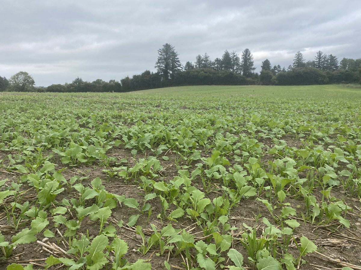 Forage rape &amp; leafy turnip sown 4 weeks ago in lovely Laois.
DAFM announced yesterday extension to deadline to establish cover crops so we now have until September 30th to get something into the ground, all we need now is mother nature to play her part. <a href="/Germinal_Ire/">Germinal Ireland</a>