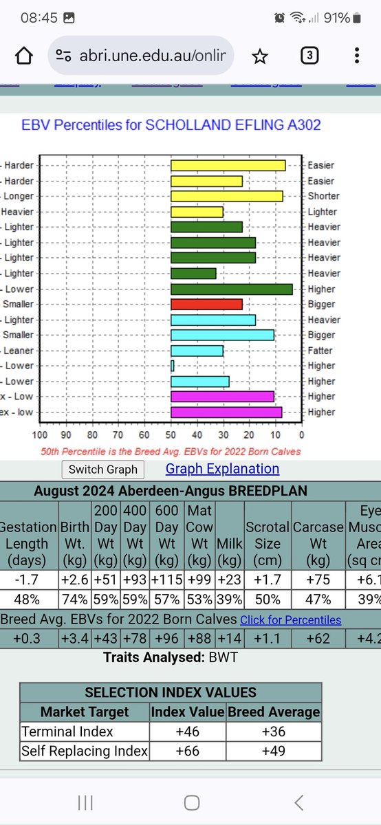 Scholland Efling A302