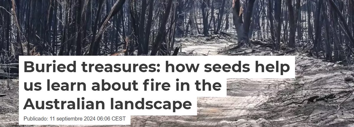 ellapouton's tweet image. Are you interested in how fire shapes the seeds stored underneath us? Read our new work in @JAppliedEcology  and @ConversationEDU  (theconversation.com). We found fire frequency shapes the presence of seeds in the soil, related to species traits! besjournals.onlinelibrary.wiley.com/doi/10.1111/13…