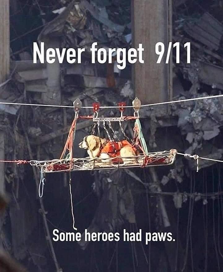 2001, when the World Trade Center in New York collapsed as a result of an attack. It was so long ago but it feels like yesterday. Thank you heroes 🦸‍♂️🐶 #WorldTradeCenter #newyork #dog