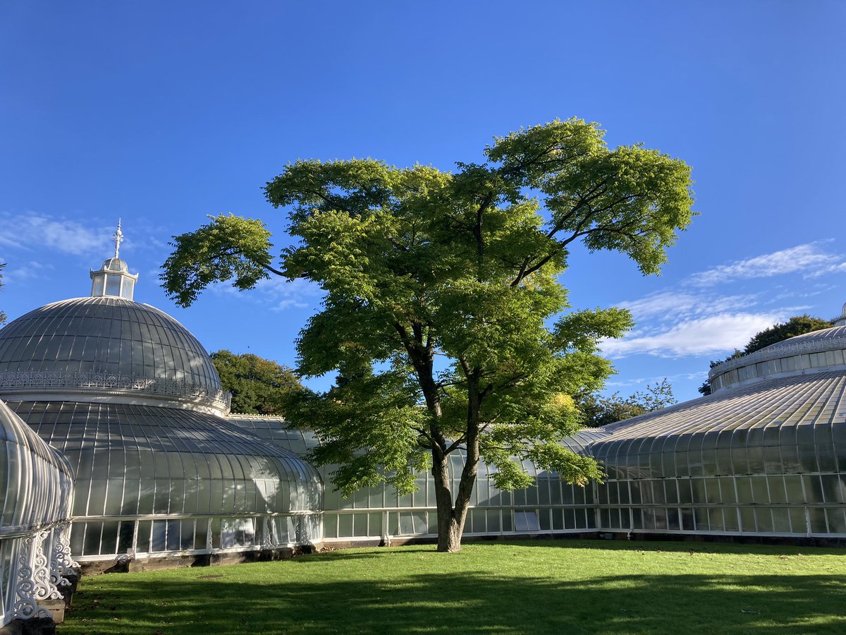 Amur Cork Bark Tree is considered invasive in parts of North America but Phellodendron amurense var. lavallei with the Kibble as the back drop looks stunning in Glasgow <a href="/GlasgowBotanic/">Glasgow Botanic Gdns</a>