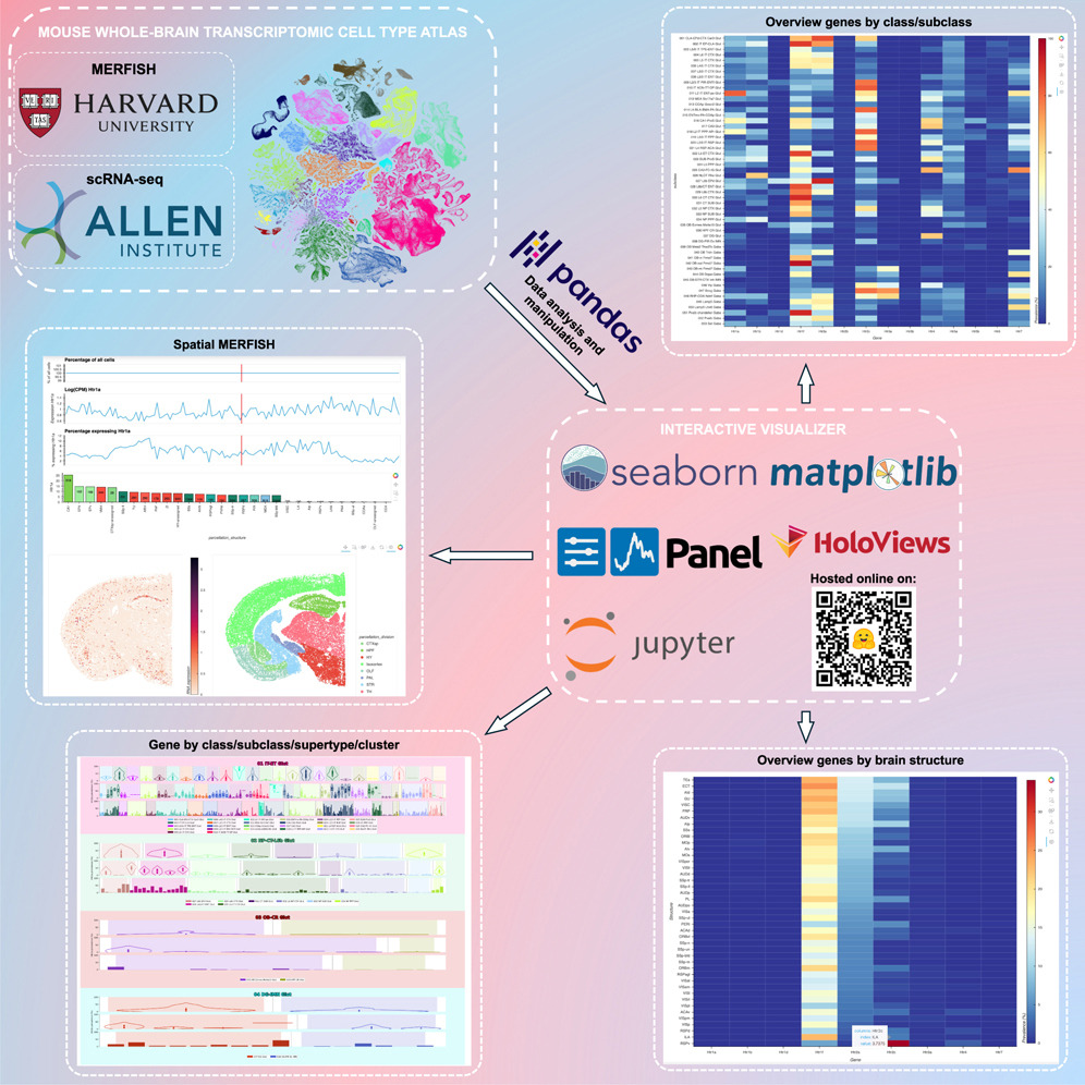RobertoDeF_'s tweet image. Excited to share our (@LabSchmitz) new paper about 5-HT 🚨🚨  cell.com/patterns/fullt…