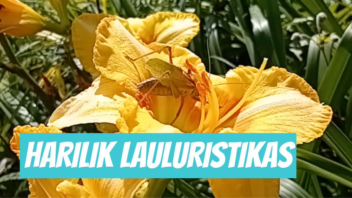 Harilik lauluritsikas (Tettigonia cantans) youtube.com/shorts/HKS95YD…

 🎥 Liia Järvelaht
📍#Eesti, #Viljandi maakond, Viljandi vald, #Saarepeedi küla
🕐 2024-08-05

#ritsikas #loodus #elurikkus #eestiLoodus #liigid #loodsvaatlus