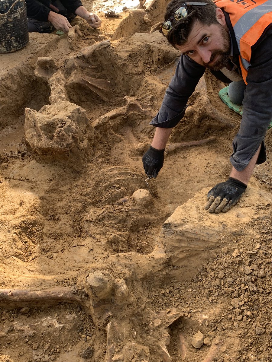 Latest from the Mont St Jean site with <a href="/DigWaterloo/">Waterloo Uncovered</a>. Six pound cannon ball lodged in rib cage of a horse. In three decades of conflict archaeology l’ve never seen the like. Here being excavated by <a href="/ConflictArchaeo/">Sam Wilson</a>, otherwise known as Sam! <a href="/UofGWarstudies/">Scottish Centre - War Studies/Conflict Archaeology</a>