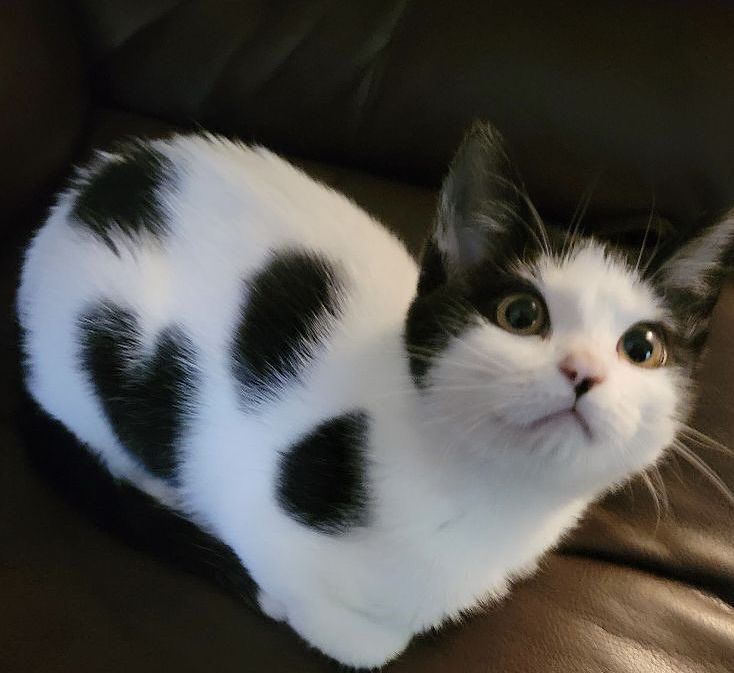 TheCatsX's tweet photo. Cow 🐄 https://t.co/cbEMDKBYeS
