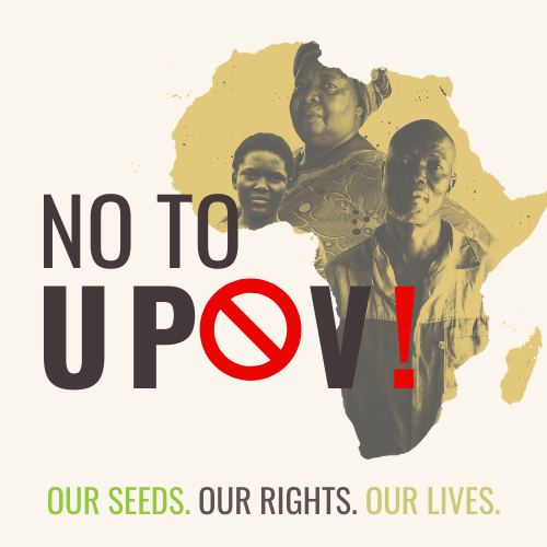 ZAAB_org's tweet photo. ❗️Over the last few weeks, ZAAB has been calling on its networks, partners, and the public to support Zambian farmers in the fight against the adoption of legislations aligned to UPOV (and its associated regimes) by adding their signature to our official #NoToUPOV statement. https://t.co/O8XXv9h6Rl