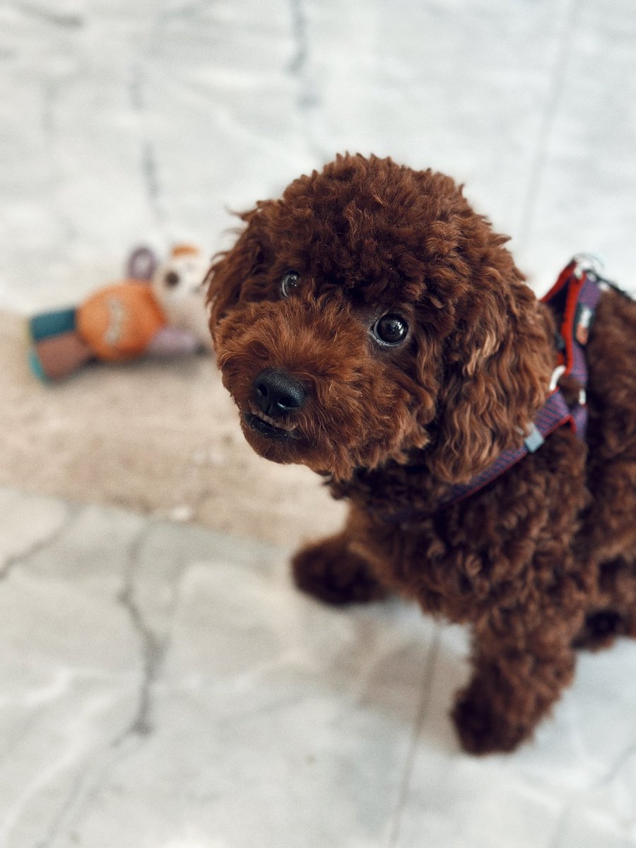 oi_asya's tweet photo. Had to bring my dog to the office on launch day because the Wi-Fi’s better… and @ProductHunt didn’t feature us. Now he’s looking at me like, ‘Was it worth it, you, human’ https://t.co/5QSTAy9mU9