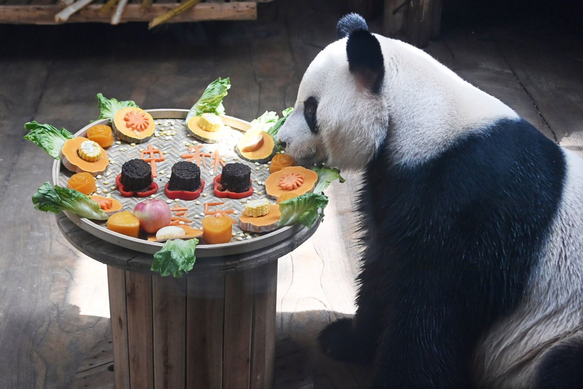 PDChinaLife's tweet image. #MidAutumnFestival means mooncakes for everyone! As families across China gather for this annual celebration, zoo keepers make sure their furry friends get in on the fun with their own special mooncakes! #ChinaAlbum #animalphotography
