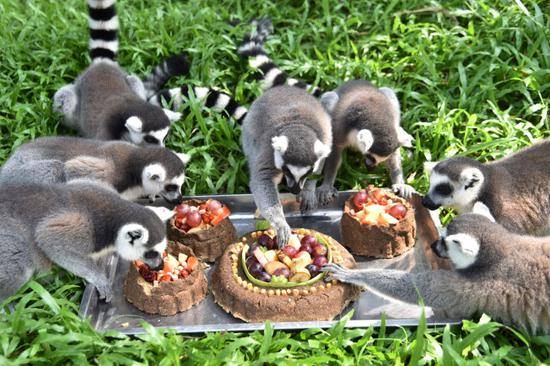 PDChinaLife's tweet image. #MidAutumnFestival means mooncakes for everyone! As families across China gather for this annual celebration, zoo keepers make sure their furry friends get in on the fun with their own special mooncakes! #ChinaAlbum #animalphotography