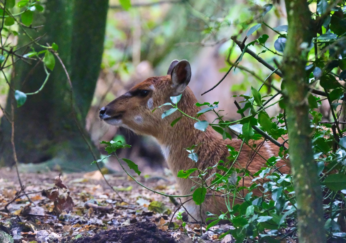 Africa Alive Reserve tweet media