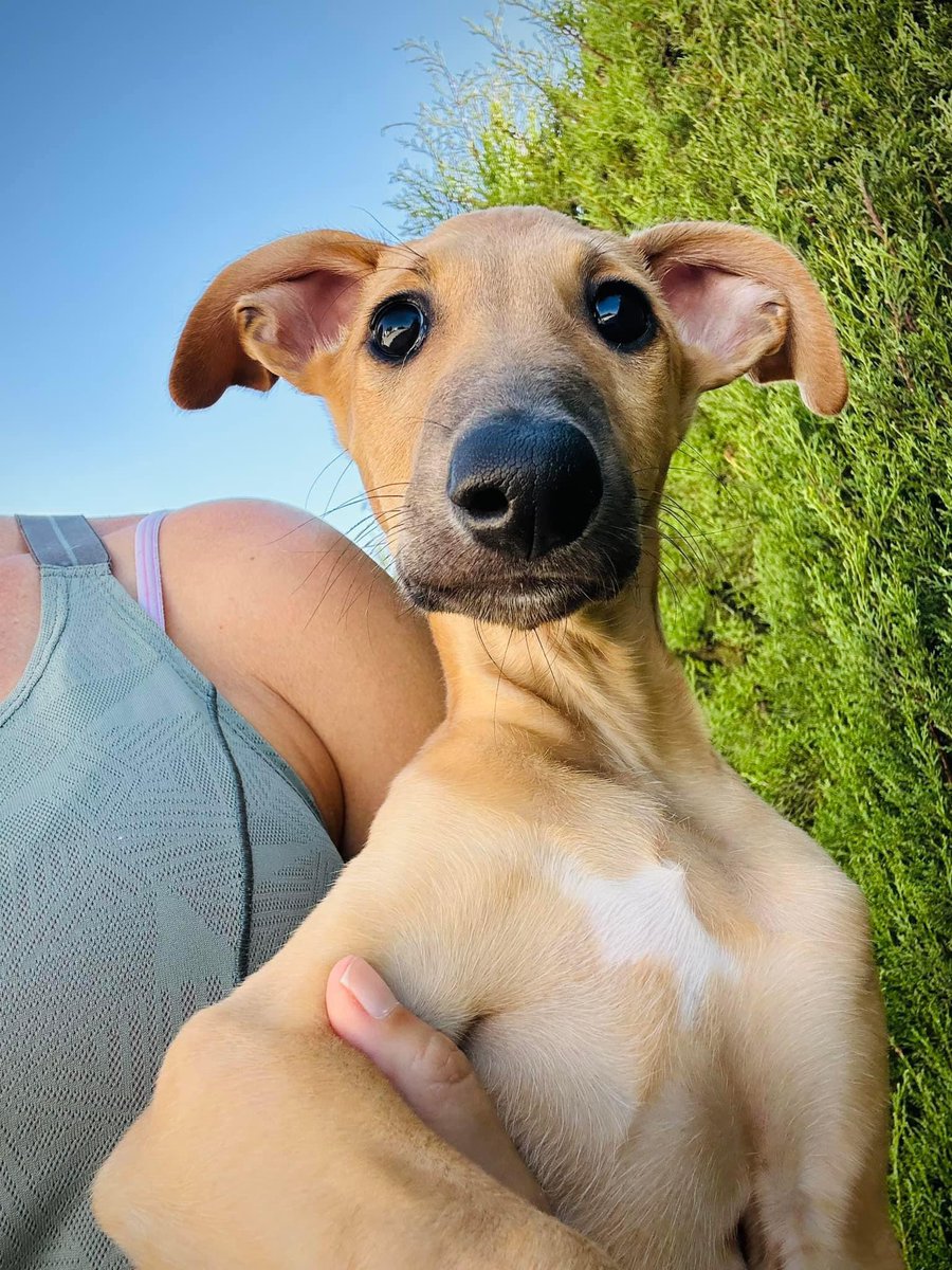 GalgosdelSol's tweet image. Wait for it 😅 
Yes we went with the name Crumble 🥰
His unusual back speckles remind of us of those delicious scrumptious crumbles in all different creamy colours. 
He’s simply wonderful and needs a home. He’s approx 4mths old ❤️
Plz share 🙏🏻❤️
galgosdelsol.org/adoptables