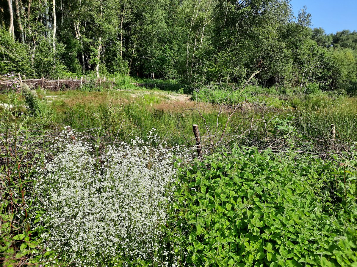 Fancy trying something new this weekend? Join our volunteer task this Sunday (Sept. 15th) at Gibbins Brook to learn about this unique nature reserve and get involved with some bog restoration work. Contact us for more information:  wccp@dover.gov.uk  <a href="/ExploreKent/">Explore Kent</a> #volunteer