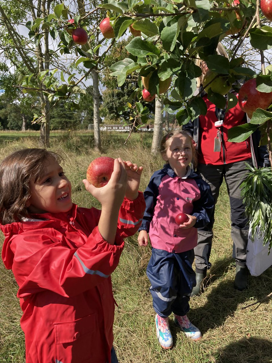 PipersForestSch's tweet photo. On the way to Forest School, Year 1 picked their own snacks - delicious! 🌳🍎😋 #sustainability #forestfood #piperspreprep https://t.co/08ELzMonF7