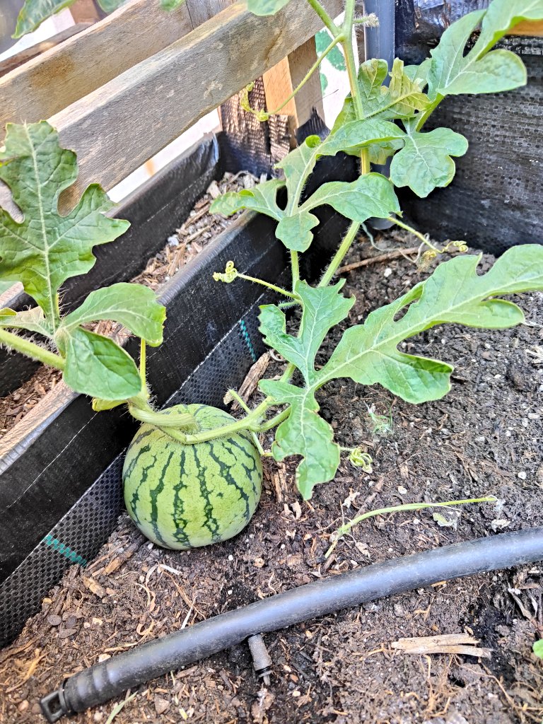 Nuestro arcihuerto nos sigue dando cosecha rica y sorprendiéndonos a todos....¡Tenemos sandia!🍉🍉