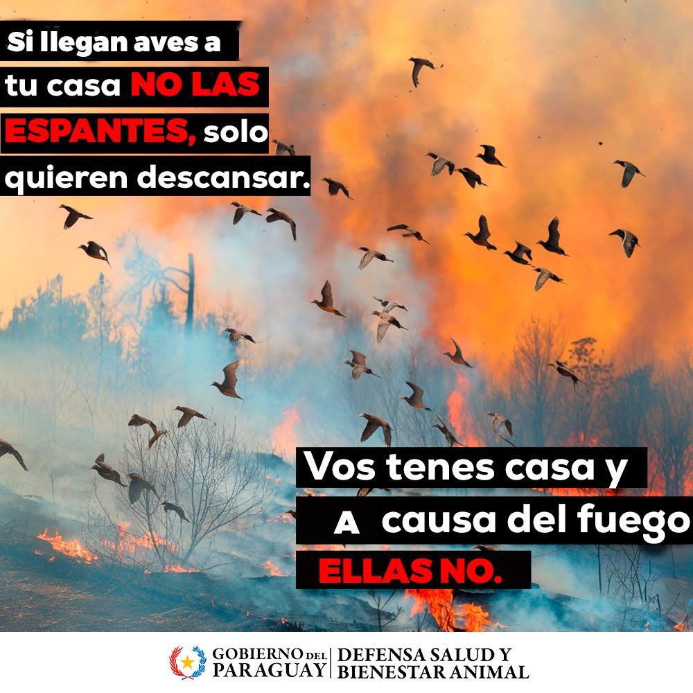 defensanimalpy's tweet photo. En tiempos de incendio, las aves buscan refugio. Si llegan a tu casa, dales la bienvenida. Solo están buscando un lugar seguro para descansar. 

#GobiernoDelParaguay https://t.co/mDSPmHx19A