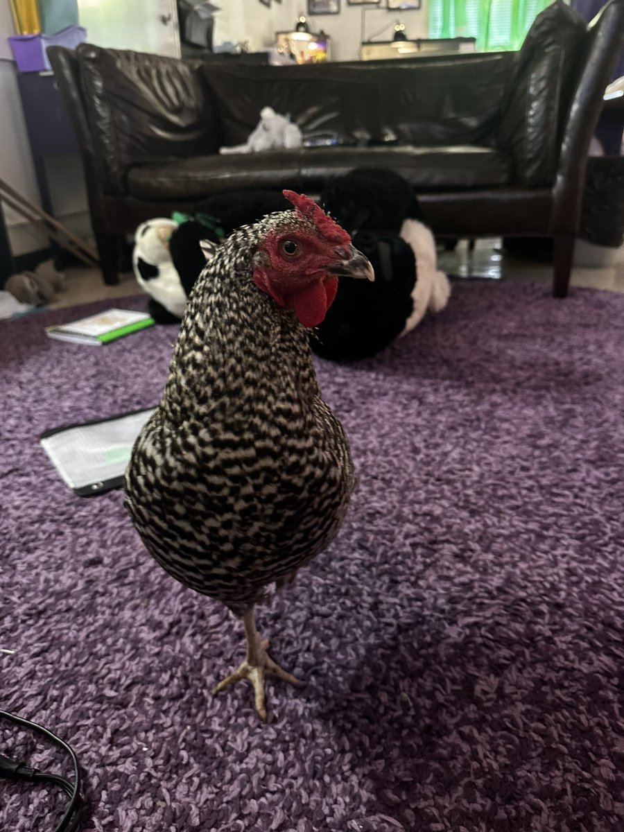 Robin Beasley, M.S., NBCT (@beasleysbunch) on Twitter photo While she is recovering from a torn toe nail, my favorite <a href="/Patton_Pioneers/">Patton Elementary</a> chicken is experiencing fourth grade.
<a href="/SnowdenEducates/">Christine Snowden, Principal, Austin ISD</a> <a href="/LaurenHollander/">Lauren Hollander (she/her)</a> <a href="/AggieJohnNeeley/">John Neeley M.Ed</a> <a href="/AustinISD_STEM/">AISD STEM</a> <a href="/PetsinClassroom/">Pets in a Classroom</a> While she is recovering from a torn toe nail, my favorite <a href="/Patton_Pioneers/">Patton Elementary</a> chicken is experiencing fourth grade.
<a href="/SnowdenEducates/">Christine Snowden, Principal, Austin ISD</a> <a href="/LaurenHollander/">Lauren Hollander (she/her)</a> <a href="/AggieJohnNeeley/">John Neeley M.Ed</a> <a href="/AustinISD_STEM/">AISD STEM</a> <a href="/PetsinClassroom/">Pets in a Classroom</a>
