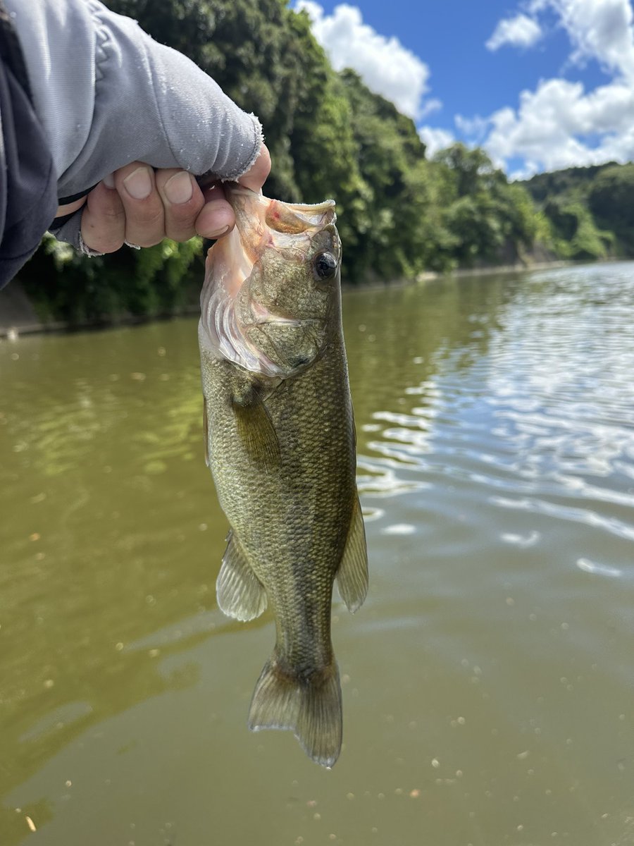 RyoObinata's tweet photo. 昨日は高滝湖釣行でした。
釣果は40匹以上で全てダウンショットでした。ワームはほぼ一種類でカラーは7色をローテーションして8時から14時まで釣れ続けるという・・・。12本入り3パックが空に。
サイズはマメからアベレージで30〜36cmが主体で2匹40UP。写真を撮る時間が惜しいので一枚だけ😛#高滝湖 https://t.co/oXDMU9PB6B