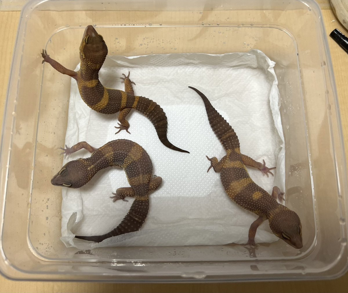 KnightGecko's tweet image. ようやくここまで来た。
24CBショコラっち♂♀♀

#ショコラ
#メラニスティックトレンパー
#ヒョウモントカゲモドキ
#SPICYCHOCOLATE