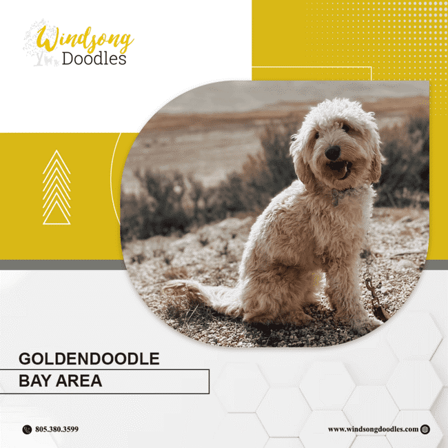 labradoodlemoon's tweet image. Searching for a Goldendoodle in the Bay Area? Windsong Doodles offers beautiful Goldendoodle puppies bred with care and expertise. 

 bit.ly/3XlJQ70 

#WindsongDoodles #GoldendoodleBayArea #CaliforniaPets #FamilyDog