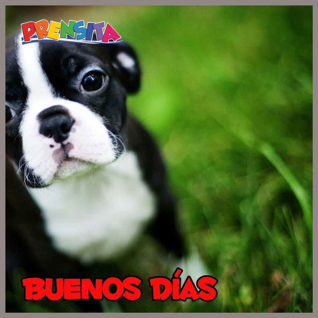 Buenos días ☀️, image size:1080x1080