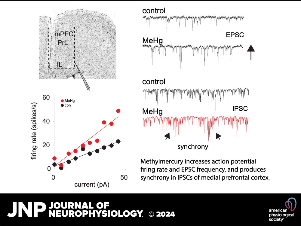 JNeurophysiol's tweet image. New research by Michael P. Sceniak and Shasta L. Sabo shows that prefrontal cortical neurons are at risk for degeneration in frontal dementia due to environmental toxicant exposure.

 ow.ly/aueI50T21KH

#methylmercury #synapse #PrefrontalCortex #EPSC #glutamate