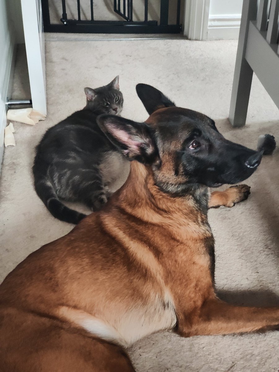 The two minutes of peace before house descends into chaos 🤣