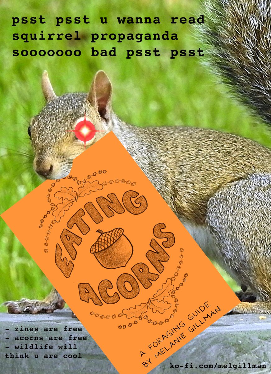melgillman's tweet photo. Fall is here and it’s time for my annual reminder: acorns are edible and I drew a whole zine to teach you how to eat them 🐿️

Read for free: https://t.co/5ccwHcie3O https://t.co/NwhiVpzgvU