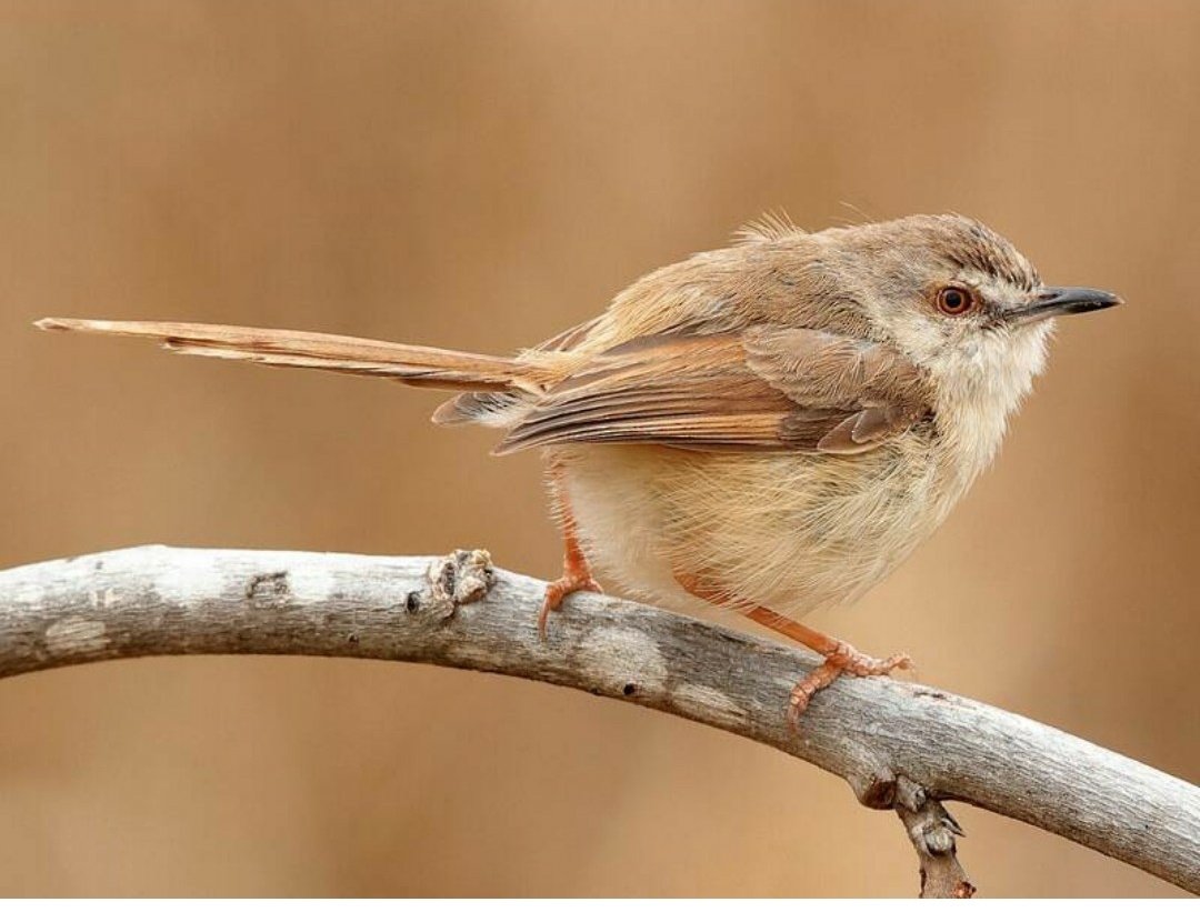 Have u ever done some birding??? Have u ever heard of it as a tremendous activity of exploration????...its an awesome hobby u have never thought of and a few species of them can be spotted around kampala.....
Below its a "tawny flanked prinia" its the bird of the day.