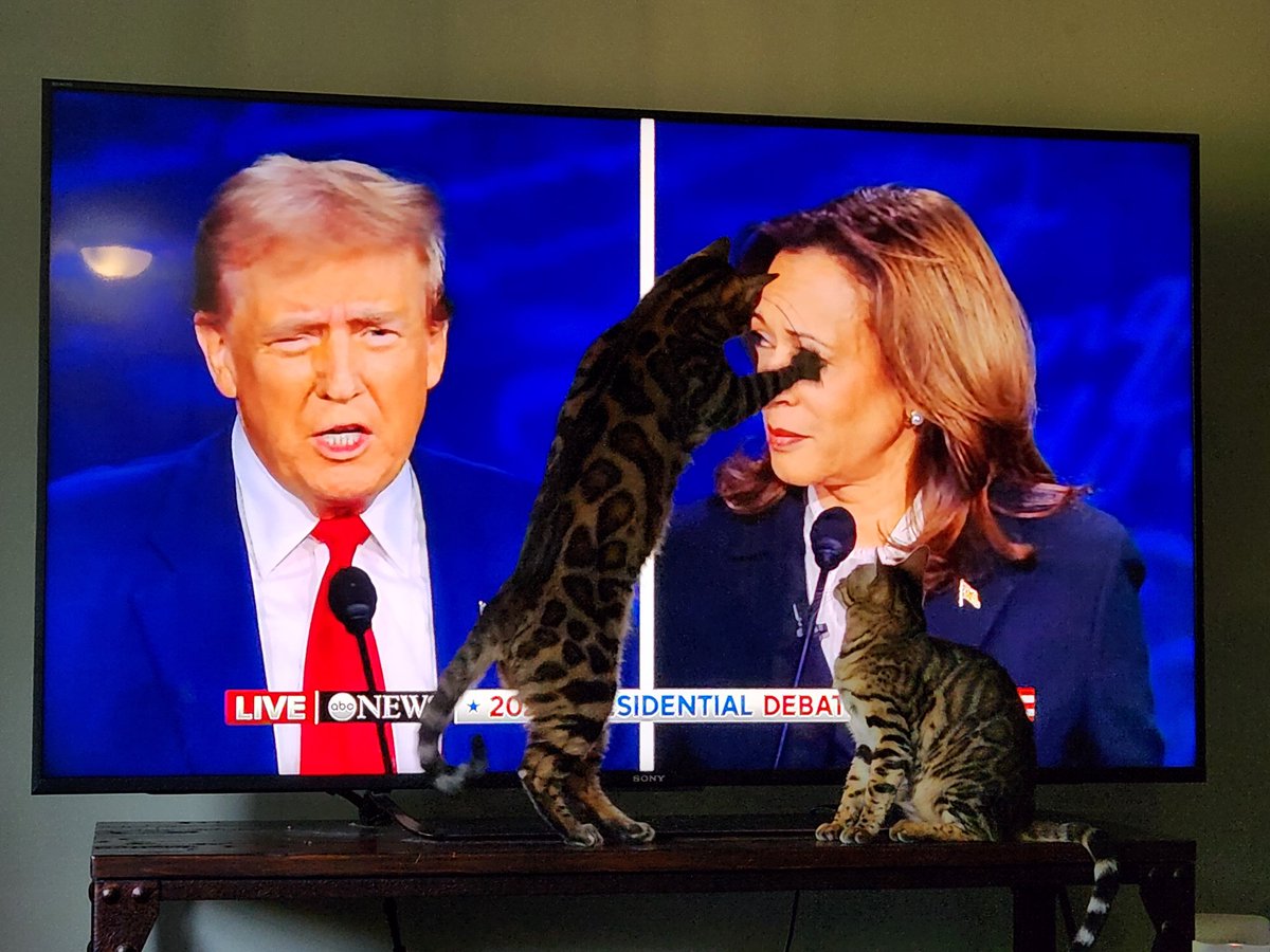 Nh4Trump603's tweet photo. @1Nicdar EVEN OUR CAT COULDNT HANDLE THE SCREECHING & WENT ON THE ATTACK... https://t.co/Dtq4p46MYM
