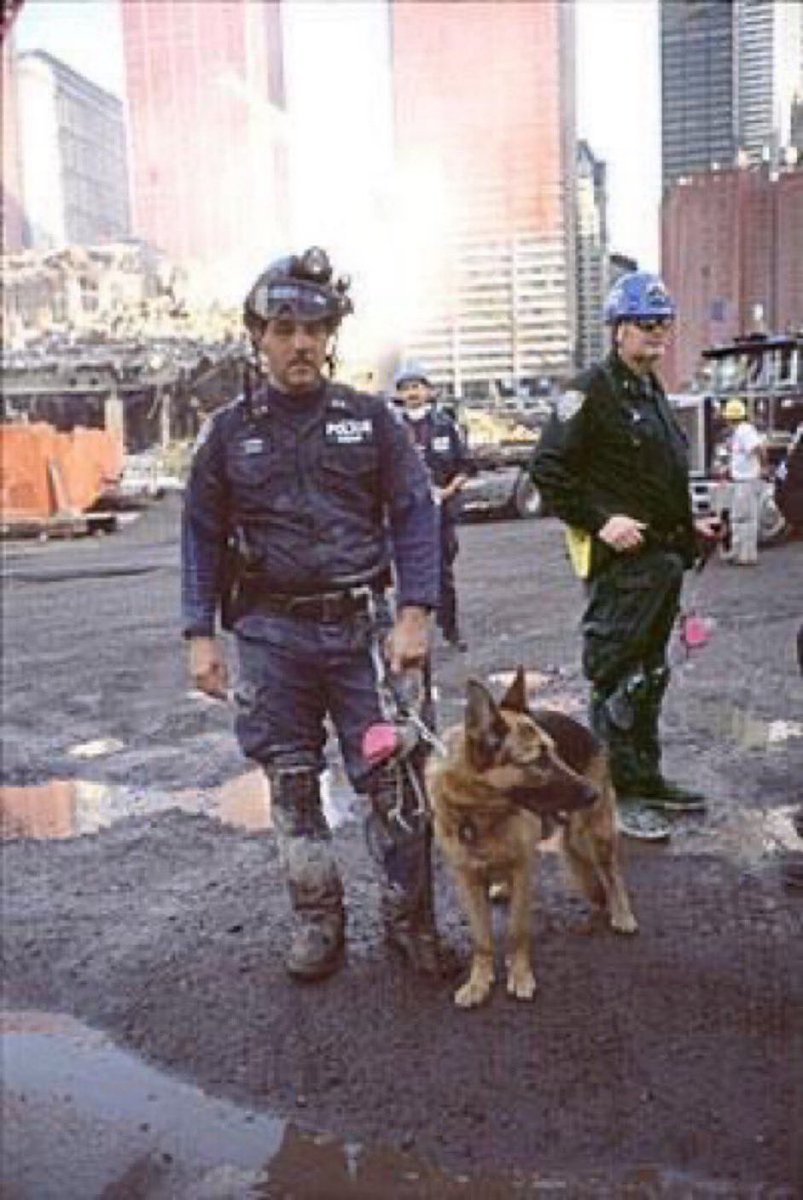 feelgoodtale's tweet photo. Apollo was a German Shepherd search and rescue dog who worked with the New York Police Department’s K-9 unit. 

Handled by Officer Peter Davis, Apollo was one of the first search and rescue dogs to arrive at Ground Zero on September 11, 2001. The team arrived just 15 minutes after the collapse of the towers.

The conditions were incredibly hazardous; the air was thick with smoke, dust, and dangerous chemicals, and the debris field was unstable. At one point, Apollo even fell into a pool of water created by the firefighters’ efforts, but he was unharmed and eager to continue his work.

Apollo and his handler worked 18-hour days during the initial stages of the rescue operation, searching for survivors amid the rubble. The duo was also tasked with locating the remains of those who had perished in the attack, aiding in the difficult process of identification.

In recognition of his bravery, Apollo received the Dickin Medal in 2002, which is often described as the animal equivalent of the Victoria Cross. 

Apollo passed away in 2006, but his legacy lives on as a symbol of the special bond between humans and animals, particularly in times of great need.