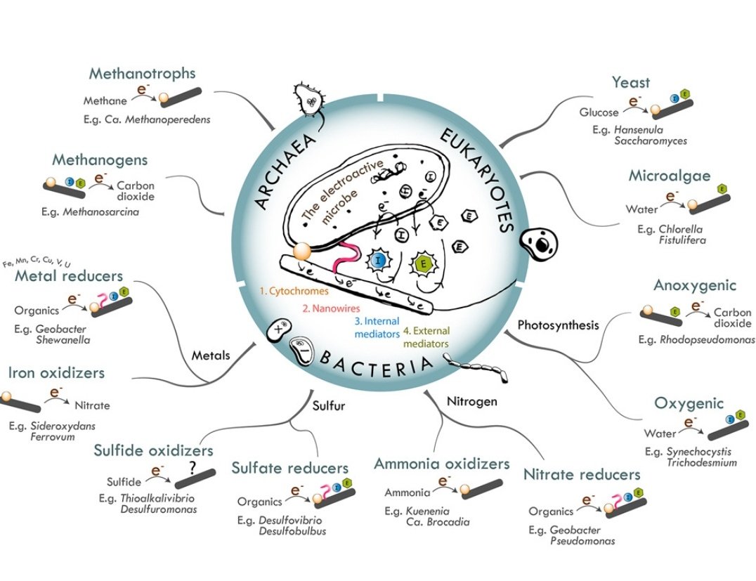 Are all microbes electroactive?
sciencedirect.com/science/articl…