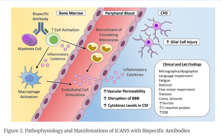 TischCancer's tweet photo. Management of Toxicities Associated with BCMA, GPRC5D, and FcRH5-Targeting Bispecific Antibodies in Multiple Myeloma https://t.co/ApMCehPTOu 
@DarrenPanMD @JoshuaRichterMD @IcahnMountSinai #MultipleMyeloma https://t.co/Ey5KPAShbO