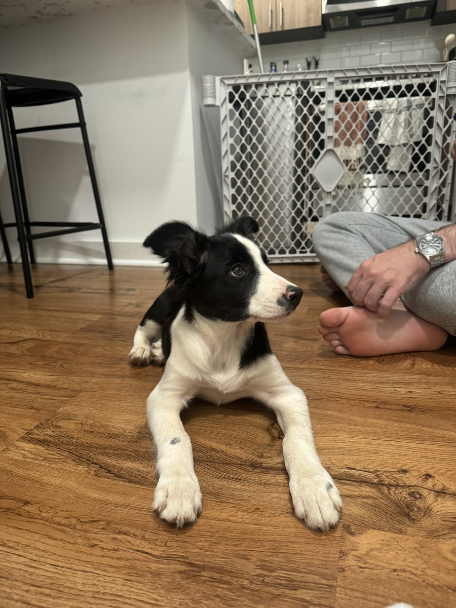 Say hello to the newest addition to the apartment: MIA 🩵