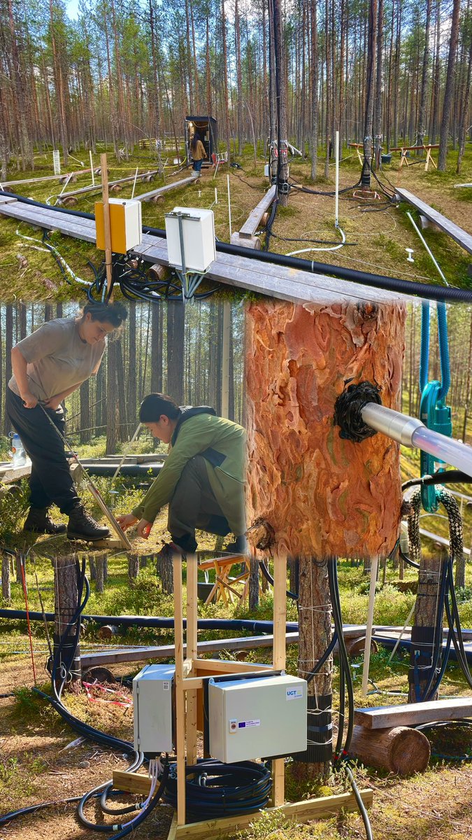 ZSN_Chen's tweet photo. One summer, our first Oulanka summer:
✅23 in-situ water isotope probes
✅18 sap flow sensors
✅3x9 depths of soil moisture and temp
✅8+10 throughfall and stem flow collectors
✅>>30 sapwood samples
✅3 snowpack manipulation plots

(1/2)

#BFF_Water #BoTWU #CRYO_RI #Hydro_RI https://t.co/4N0yjsAvWj