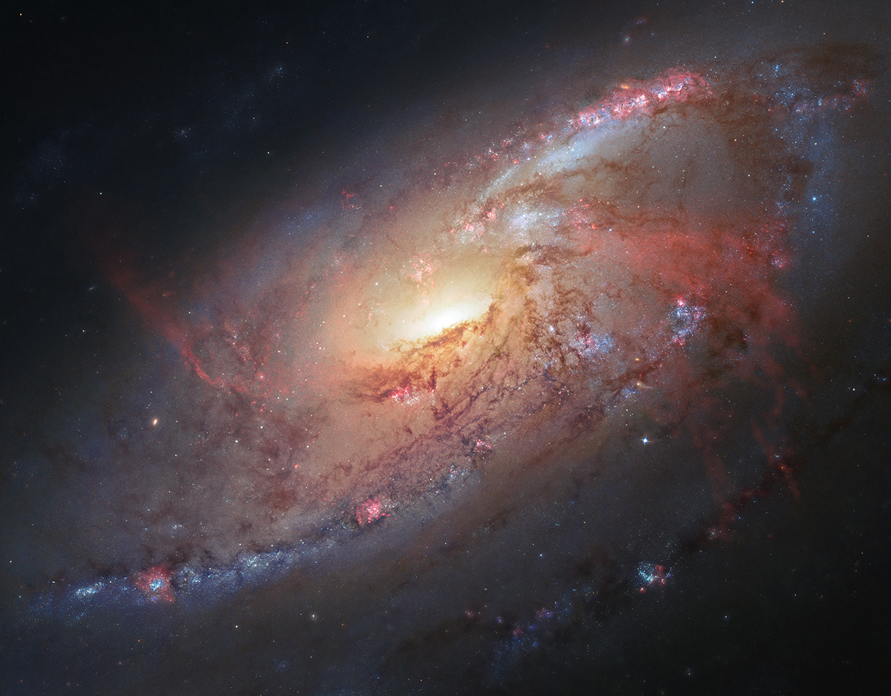 Spiral galaxy M106: A close-up of a spiral galaxy fills the frame diagonally from lower left to upper right. The circular-shaped galaxy is not seen perfectly face-on, but is slightly tilted. It has a glowing yellow central core and several spiral arms that wind clockwise from the center. The spiral shape is subtle and the arms are dominated by brown dust lanes that are dotted with blue star clusters and small, pink regions of forming stars. More blue star clusters are located near the ends of the arms than toward the center. On top of the normal spiral pattern are the galaxy’s “anomalous arms,” large red plumes of glowing gas. The upper left and lower right corners reveal a dark starless background.