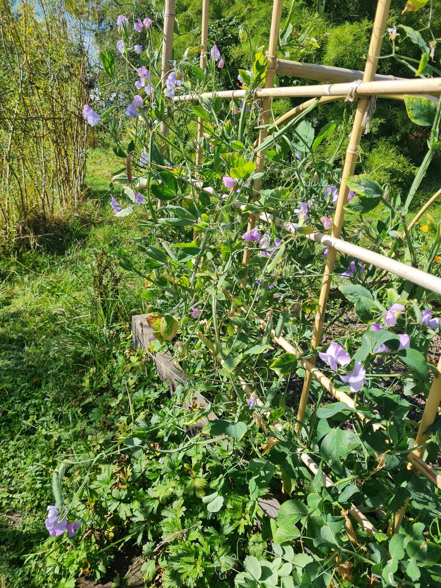 Togher Community Garden tweet media