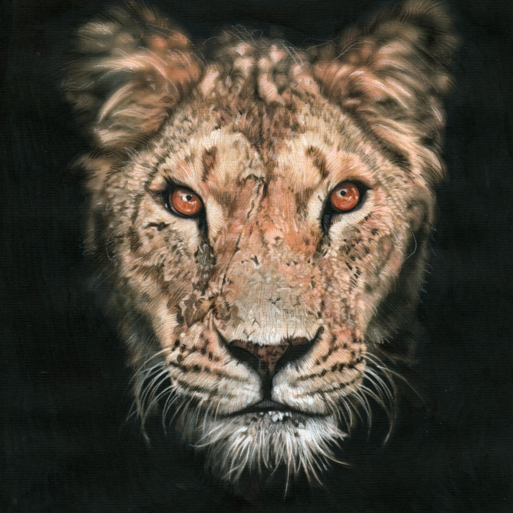 I was commissioned to do a partner piece for the Lioness I did a while back.
The collector requested that this male should be a war-weary fighter

#liondrawing #artlovers #wildlifeart #lionart #lion #kingofthebeasts #thisisafrica #tia #markraats #notdigitalart #artbyhumans