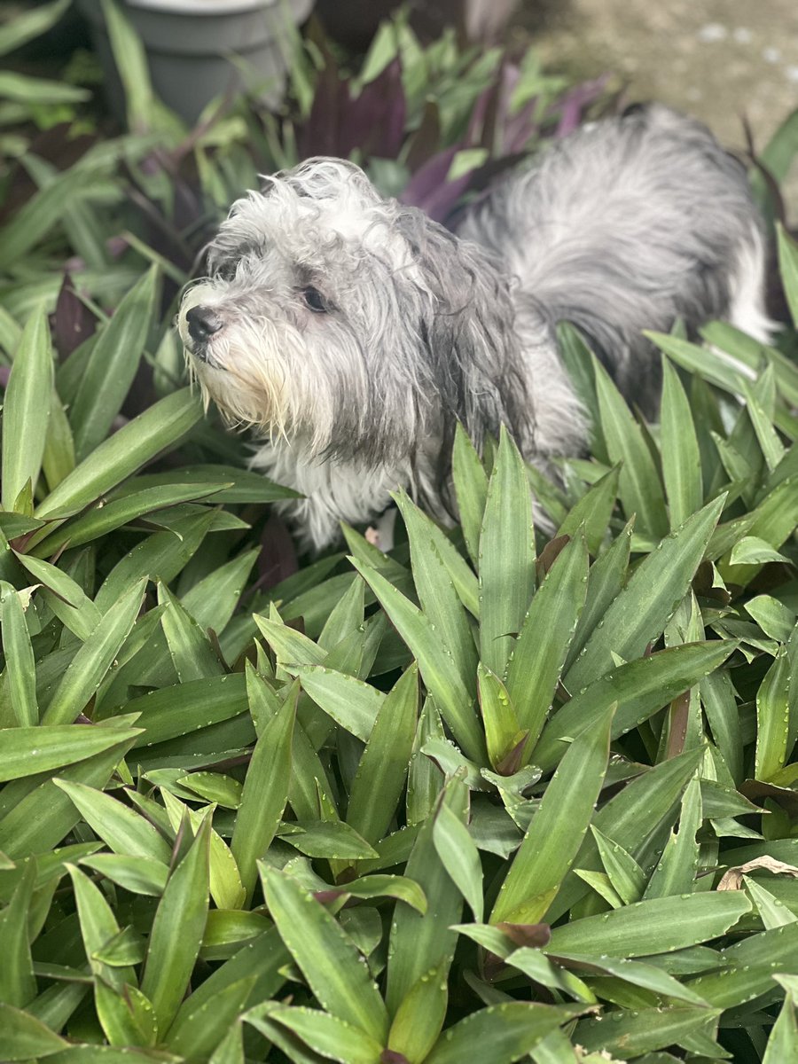 Ella ✨🩷👑 para alegrarles el día