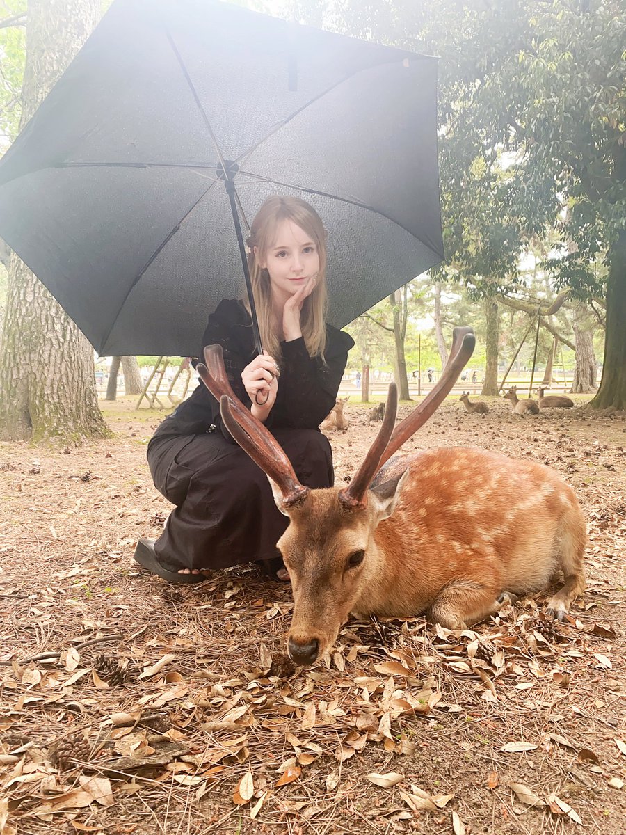 奈良は日本で私のお気に入りの場所の一つです！おとぎ話の中にいるような🦌 https://t.co/pORLONyugn