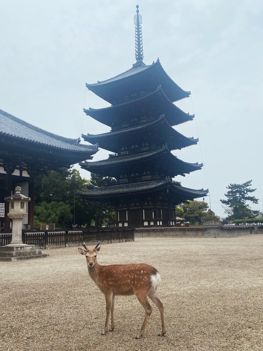 奈良は日本で私のお気に入りの場所の一つです！おとぎ話の中にいるような🦌 https://t.co/pORLONyugn