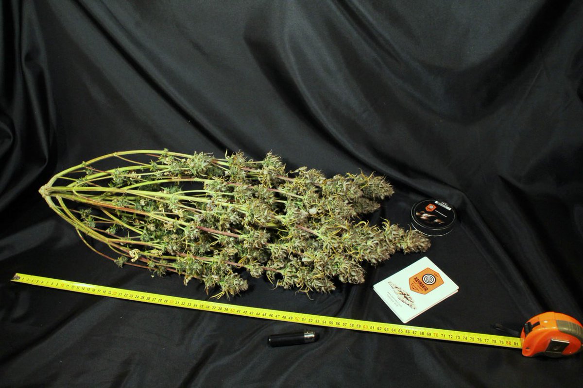KannabiaGlobal's tweet photo. 😳 When size DOES matter! 🤣
📸 #KriticAuto by @KannabiaSeeds 🌱, with exquisite flavor and potent indica effect, is our reinvention of the acclaimed Critical Mass
😉 Try something with a different twist... 😋💚 https://t.co/aP27xG9cpZ
*Now on WEB PROMO with a 40% #discount ! https://t.co/VNGiM8XIG8