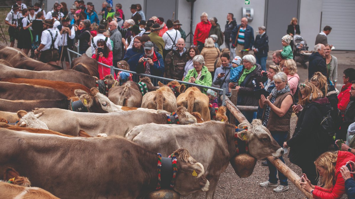 Am Wochenende steht das Nesselwanger Herbstfest mit Viehscheid an! Wir freuen uns drauf! nesselwang.de/viehscheid-nes… #Allgäu