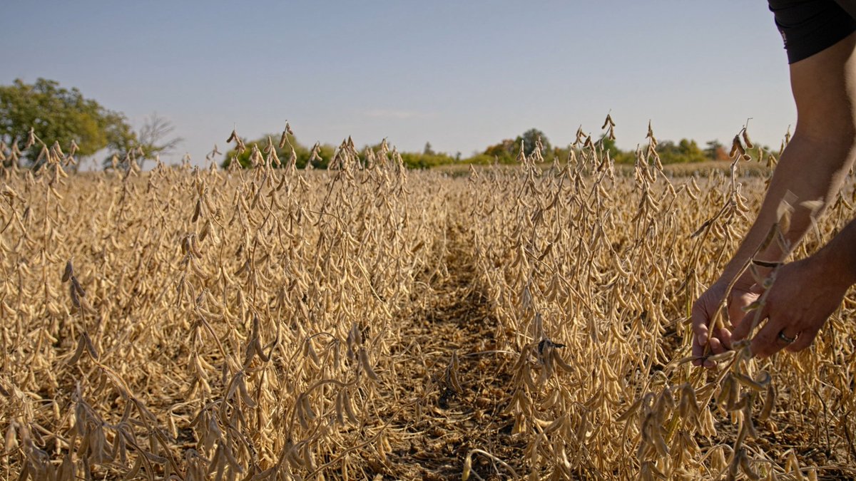 Legacy Seeds tweet media