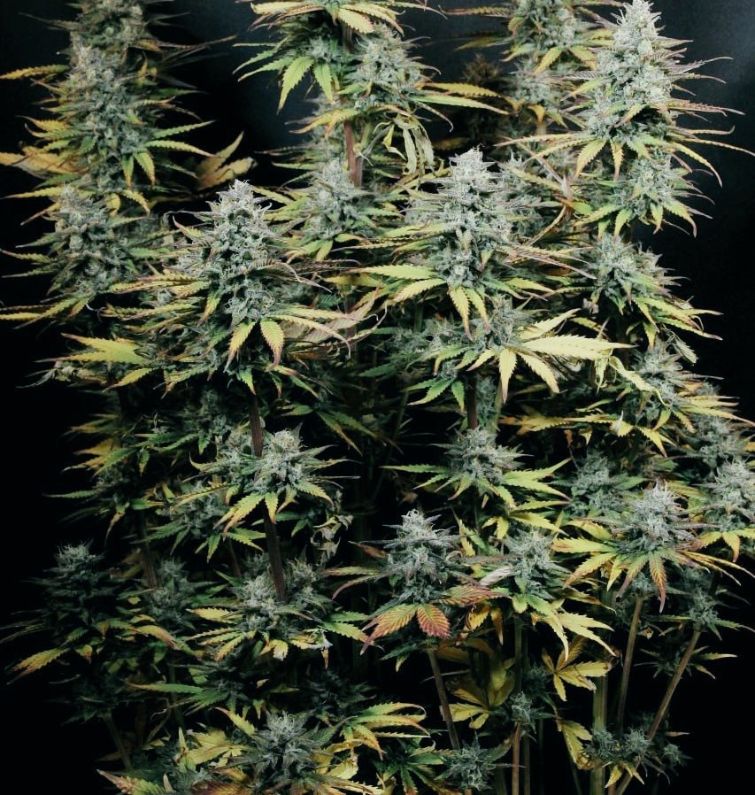 KannabiaGlobal's tweet photo. 😳 When size DOES matter! 🤣
📸 #KriticAuto by @KannabiaSeeds 🌱, with exquisite flavor and potent indica effect, is our reinvention of the acclaimed Critical Mass
😉 Try something with a different twist... 😋💚 https://t.co/aP27xG9cpZ
*Now on WEB PROMO with a 40% #discount ! https://t.co/VNGiM8XIG8