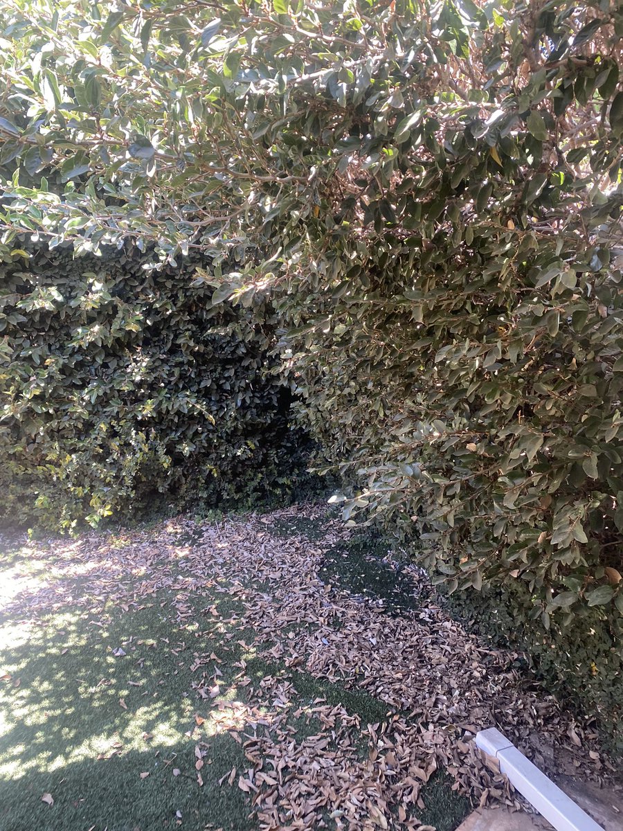 Pachena3's tweet photo. Our hedge cutting services include:

- One-time cuts or regular maintenance
- Shaping and pruning for a customized look
- Removal of debris and clippings
- Hedge reduction and rejuvenation

Before.                                              Before. https://t.co/egCejiiHgS