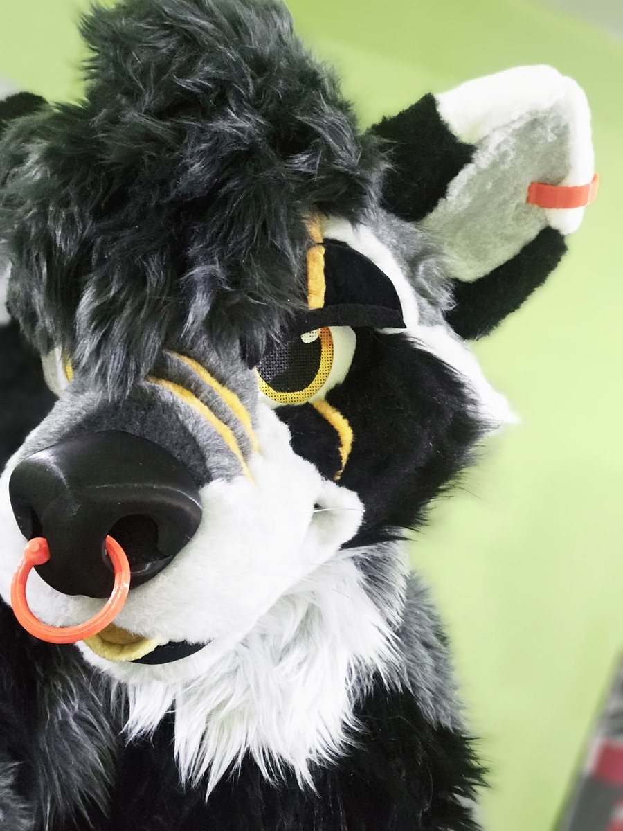 Moo la vaca... moo la vaca

 trying on my raccoon's fullsuit, with some accessories, they look curious

P.D: I need to learn to take better selfies xD
#FursuitsEveryday #furry #fursuit