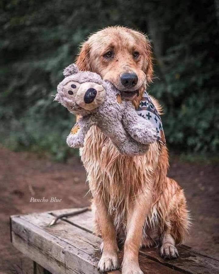 GRamirezF_D12's tweet photo. Por favor ten humanidad y No abandones nunca a un perro en la calle, su corazón es tan inocente como el de un niño pequeño, el piensa que volverás y se quedará esperando a que regreses.🐾😪💔 https://t.co/jTe6BxqjV0