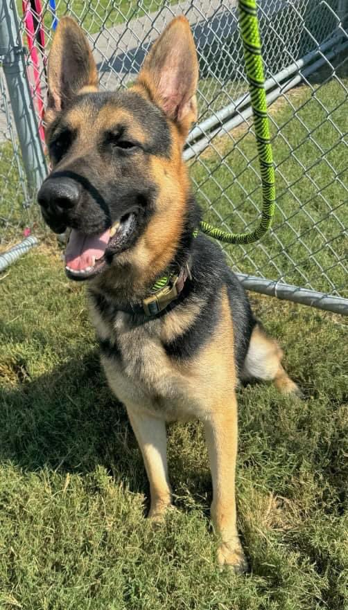 moo2n's tweet image. #A371039 Handsome 1y old Shepherd Boy, very friendly with staff wants to please and learn but timid afraid of other dogs a good boy that needs socialisation in all he is a good boy in need of help as if not he will die on 9/16 /24 Noon at Corpus Christi TX #Pledge #Adopt # Foster